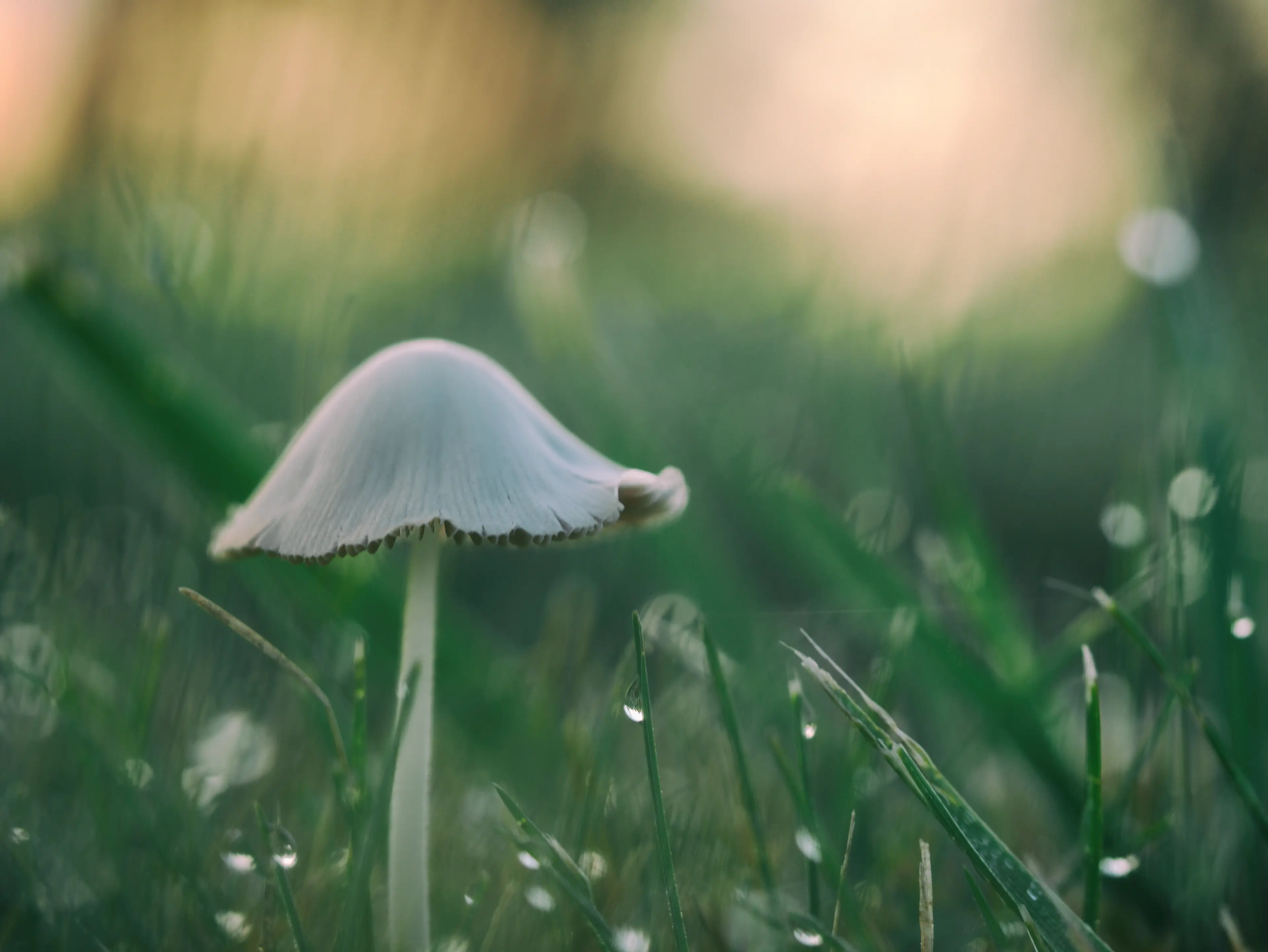 Easy Steps to Start Your Mushroom Garden