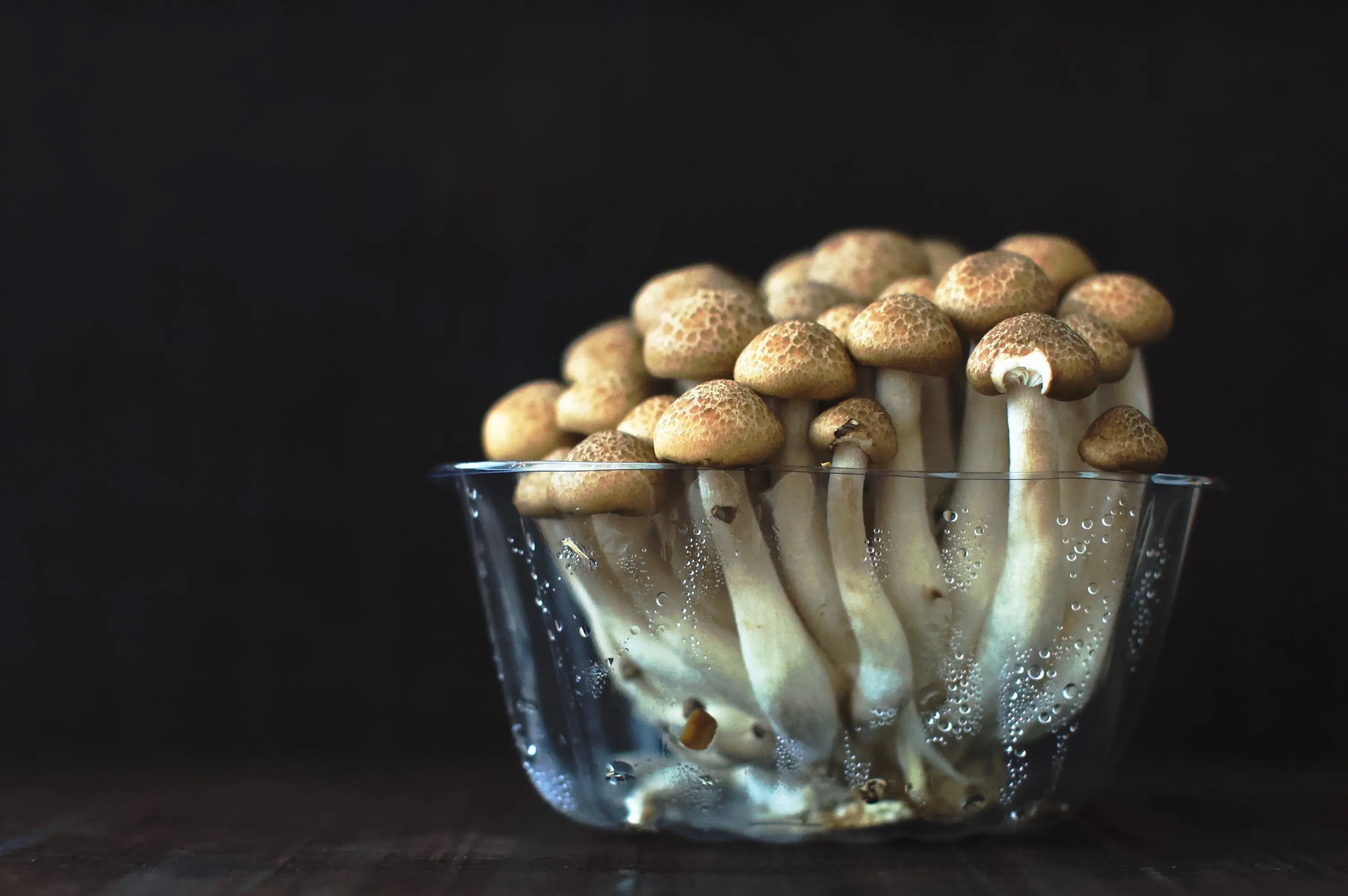 Growing Mushrooms in a Terrarium