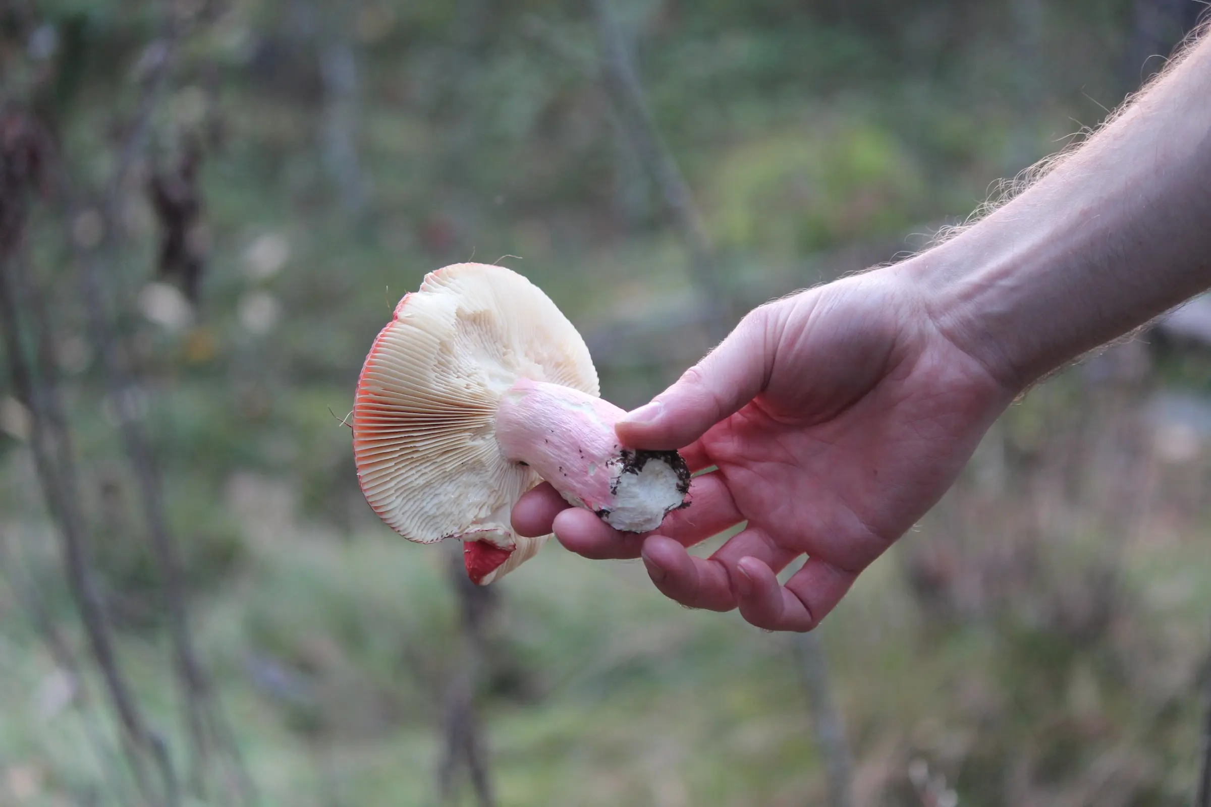 Harvesting and Preserving Mushrooms