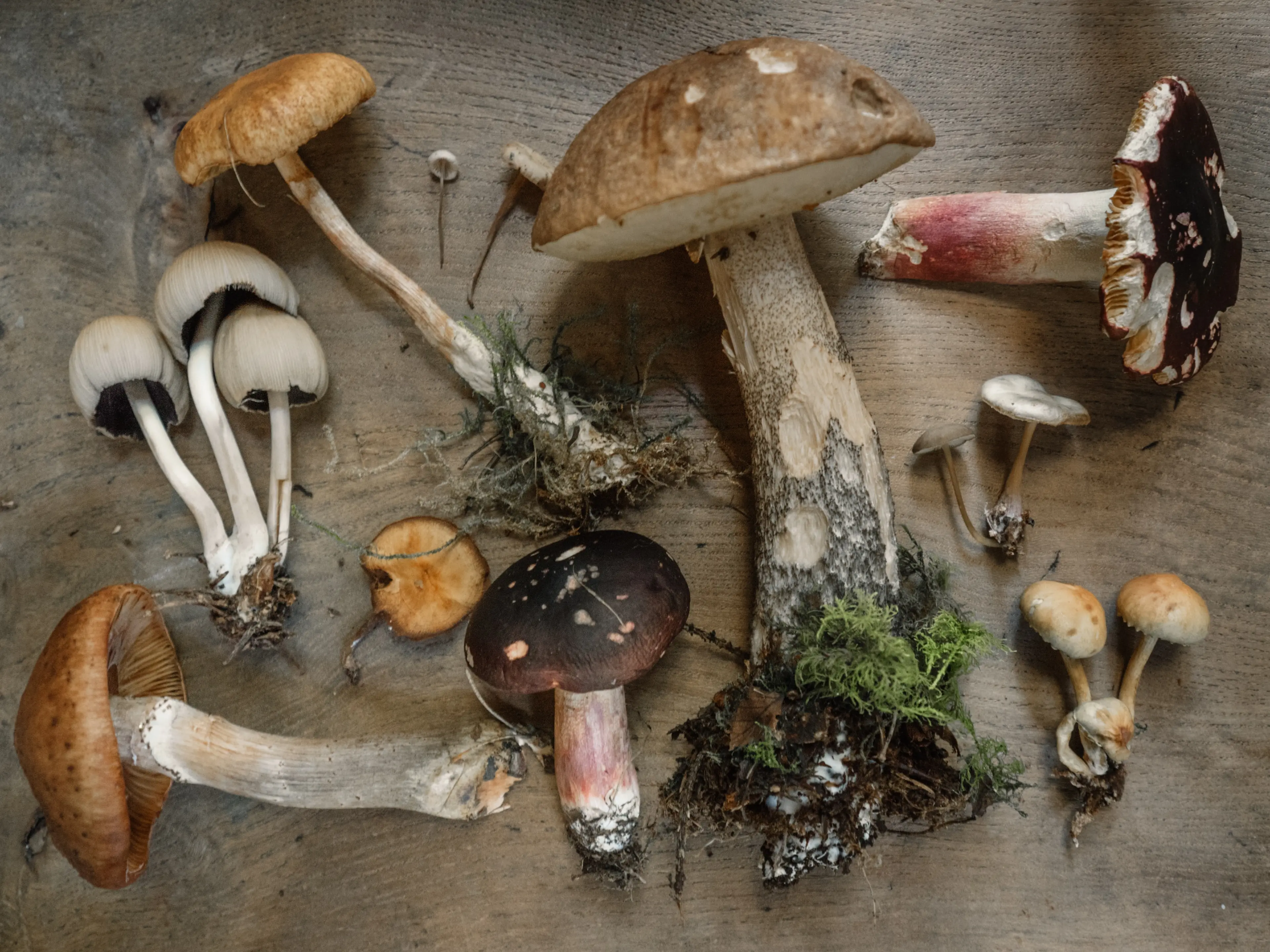 The Ultimate Guide to Understanding the Health Benefits of Mushrooms