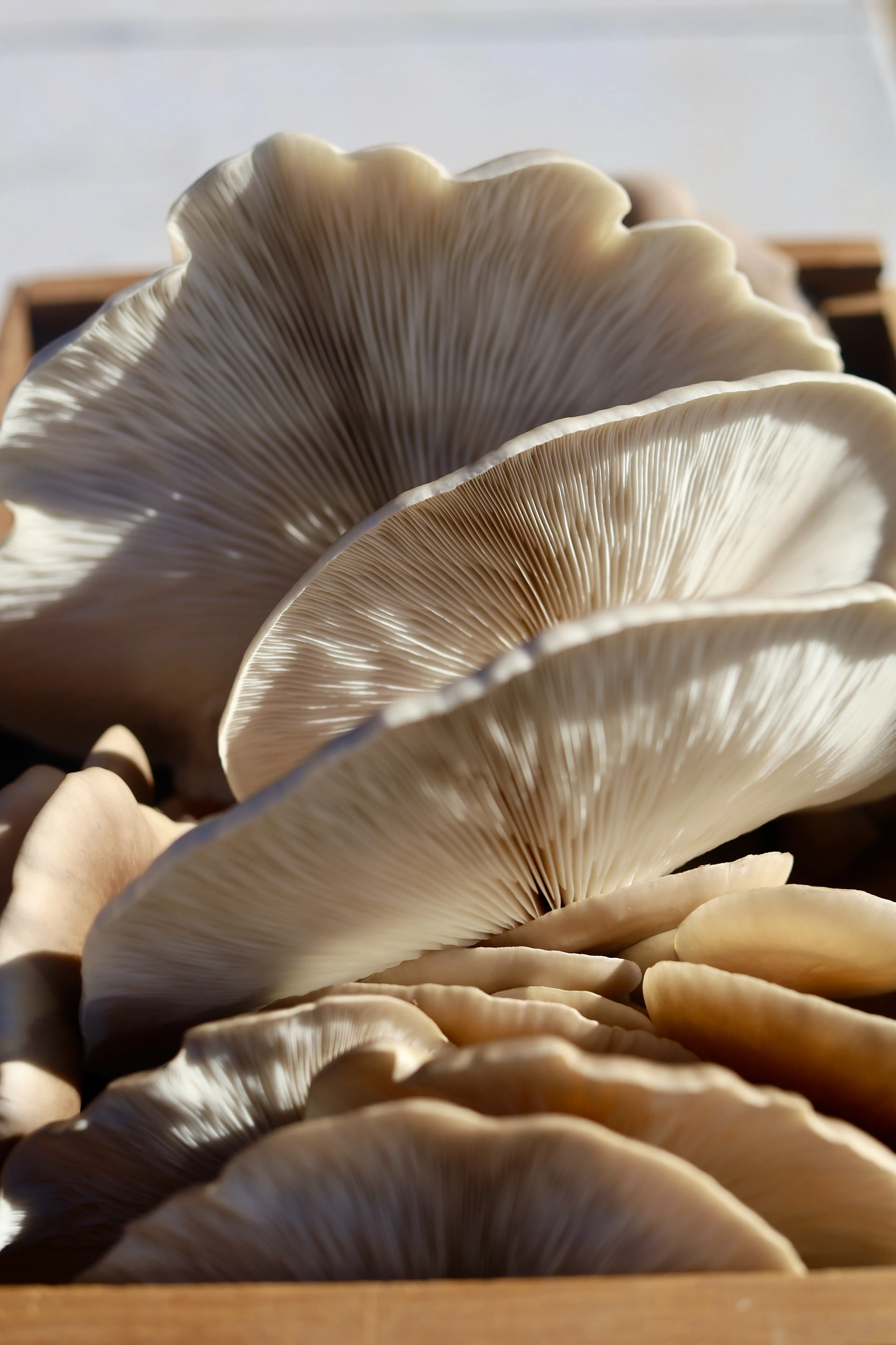 How to Grow Oyster Mushrooms: A Comprehensive Guide