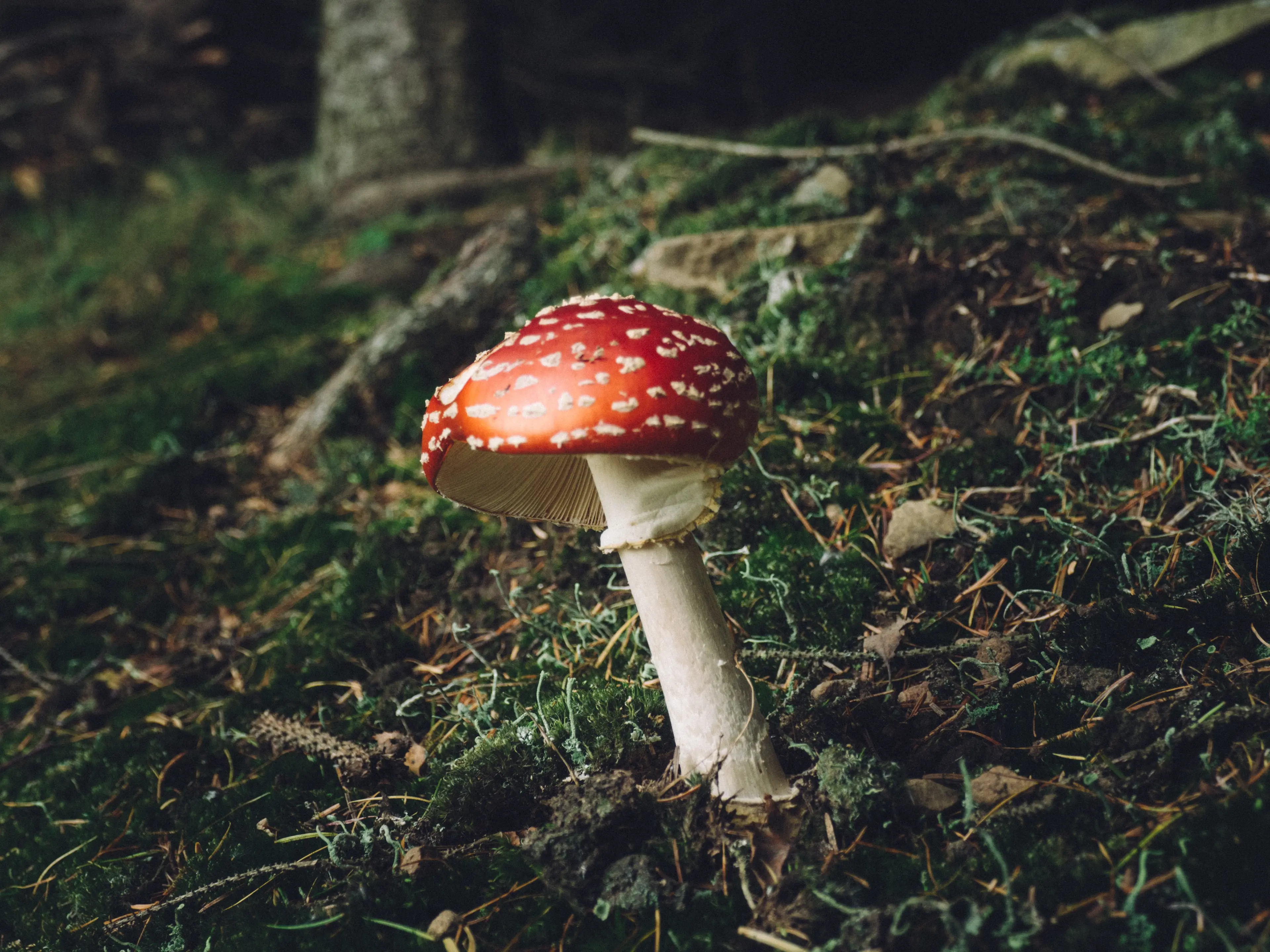Top Tips for a Successful Mushroom Harvest