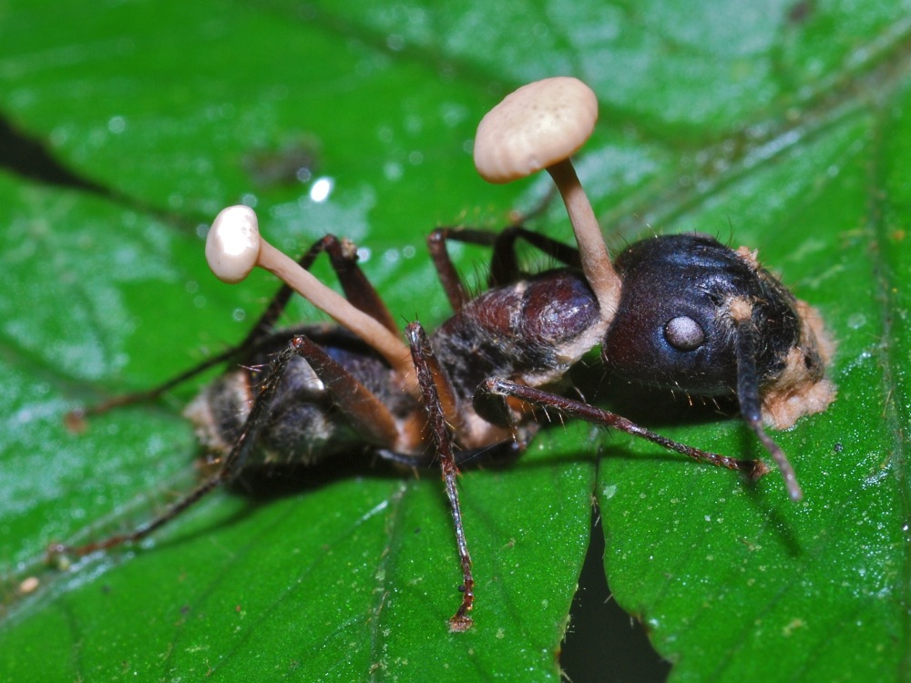 Cordyceps growing in ants