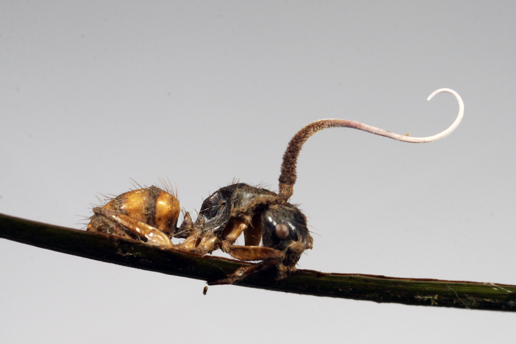 Cordyceps in ants