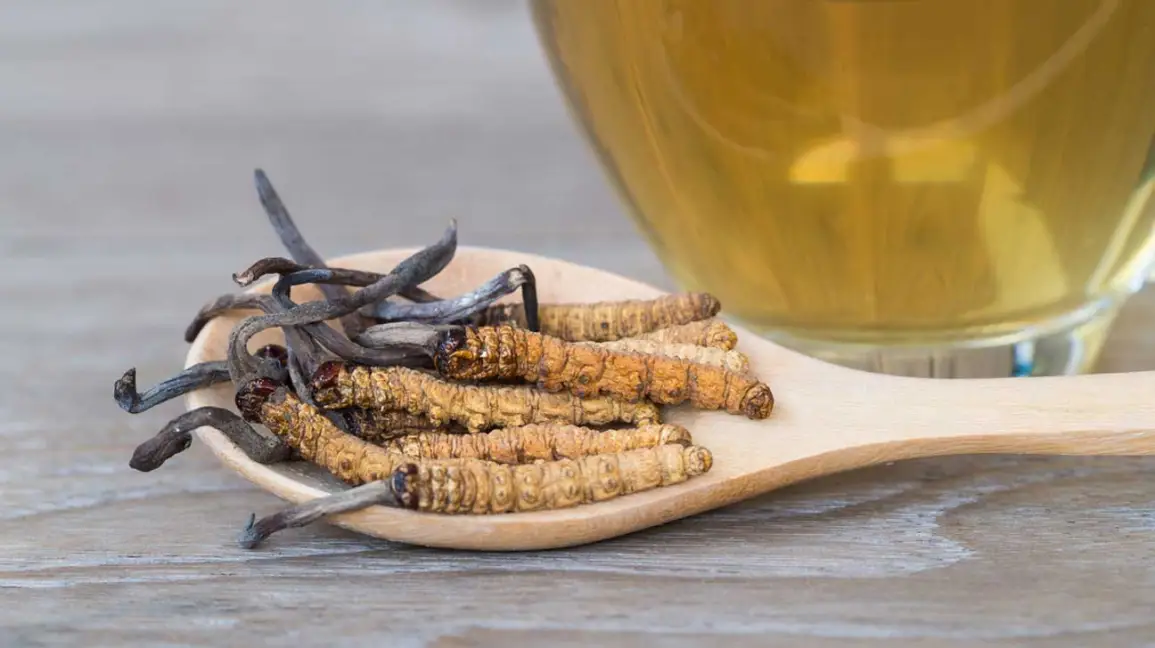 Cordyceps in Caterpillars